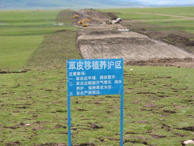 草皮移植养护 摄影 峰巅邀月住