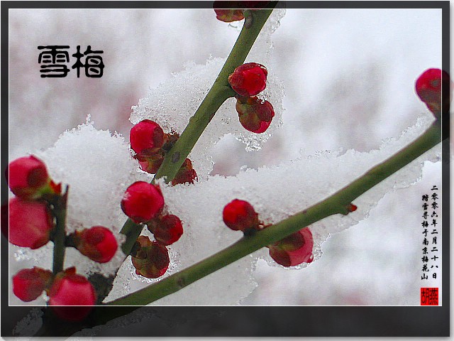 雪梅 摄影 漂泊红颜