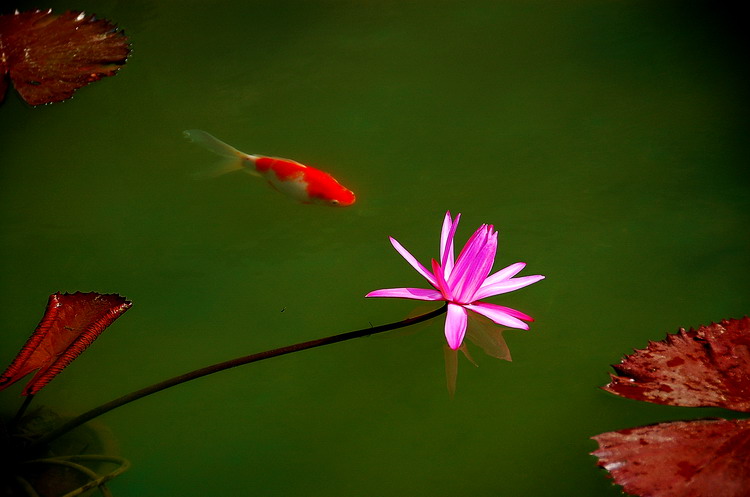 鲤探花 摄影 陈旭阳