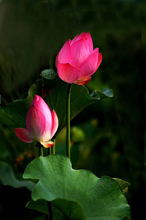 红粉菲菲 摄影 JIANGYUE