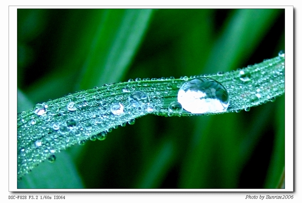 晨露晶莹 摄影 sunrise2006