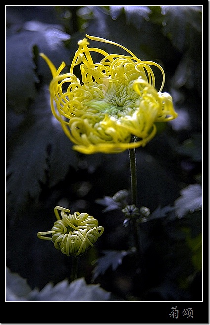 菊花赋 摄影 山野布衣