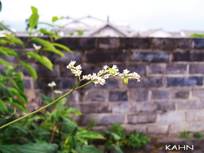 墙头小花 摄影 Kahn