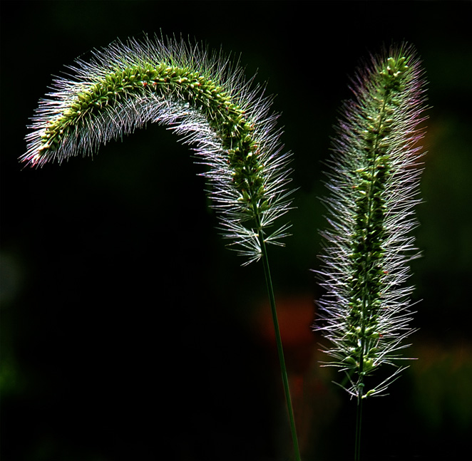 狗尾巴草 摄影 研究