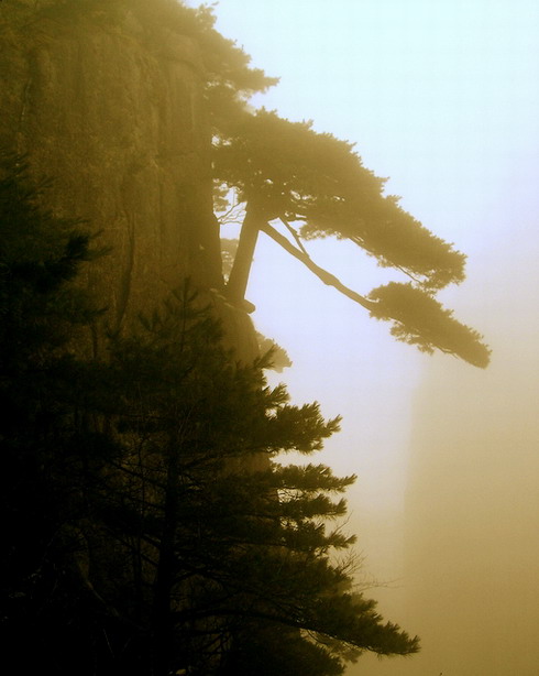 黄山-12--如梦如幻雾中松 摄影 小琳琳