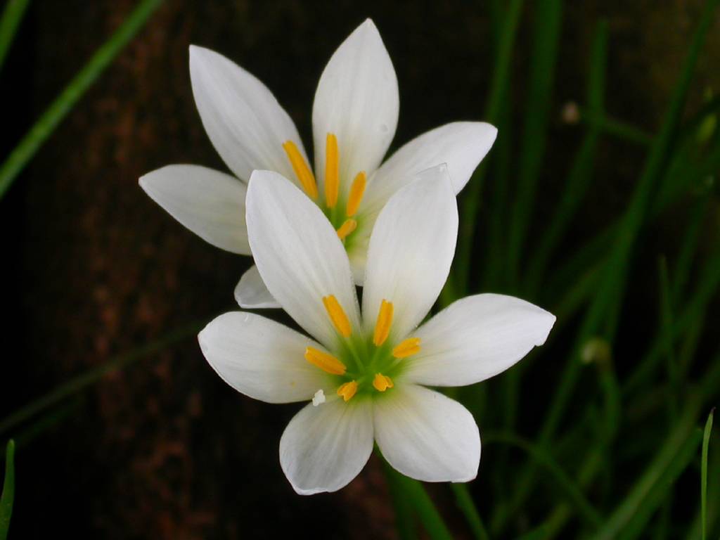 花花 摄影 君莫问