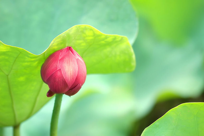 荷花 摄影 平平A