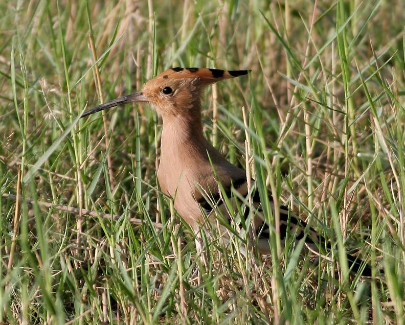 戴胜 Eurasian Hoopoe 摄影 福建摄手