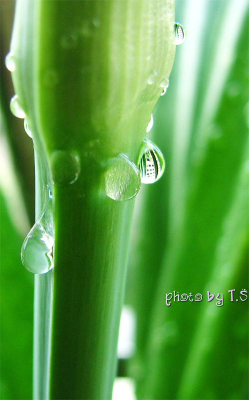 雨后 摄影 菟丝花