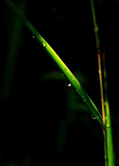 露 摄影 红的茶