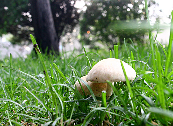 盛京城之下雨啦 摄影 站在岸上的鱼