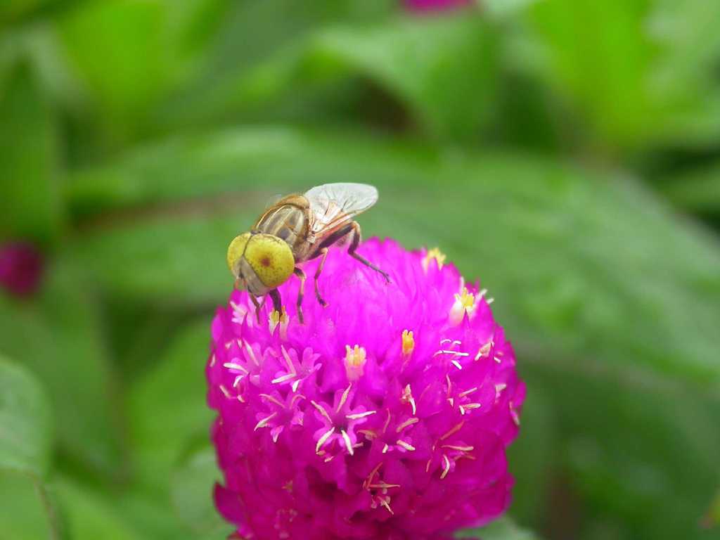 蜜蜂 摄影 君莫问