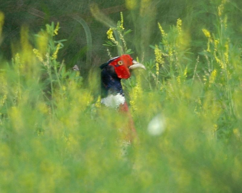 雉鸡 Common Pheasant 摄影 福建摄手