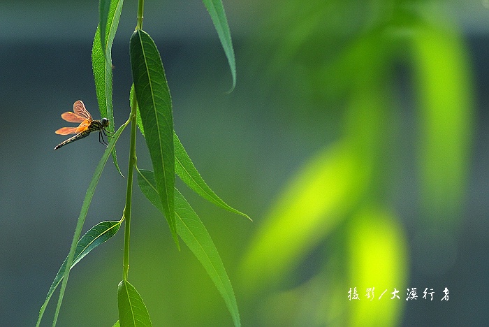 夏日 摄影 大漠行者