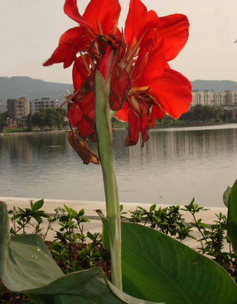 欣欣向荣 摄影 灵聪儿