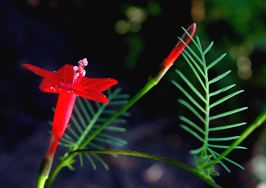 小红花 摄影 changjie