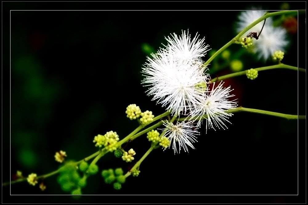 花卉 摄影 水过无痕