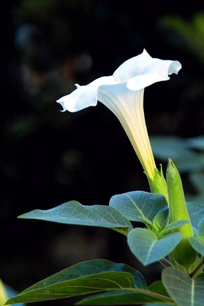 喇叭花 摄影 huaying