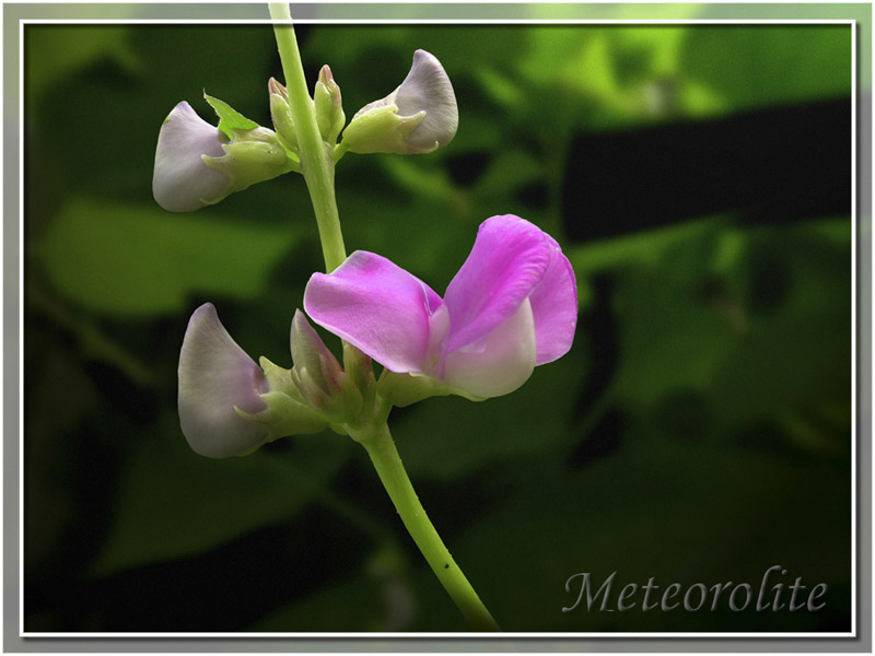 豆花 摄影 meteorolite