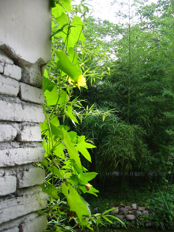 窗外 摄影 空山新雨后