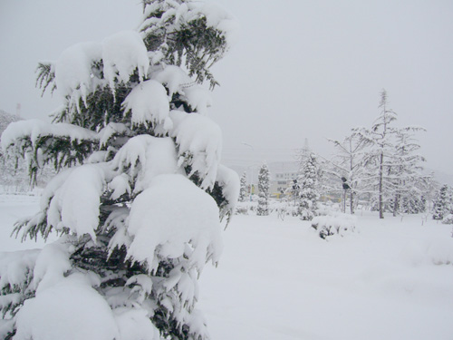 青松傲雪 摄影 wangyancheng