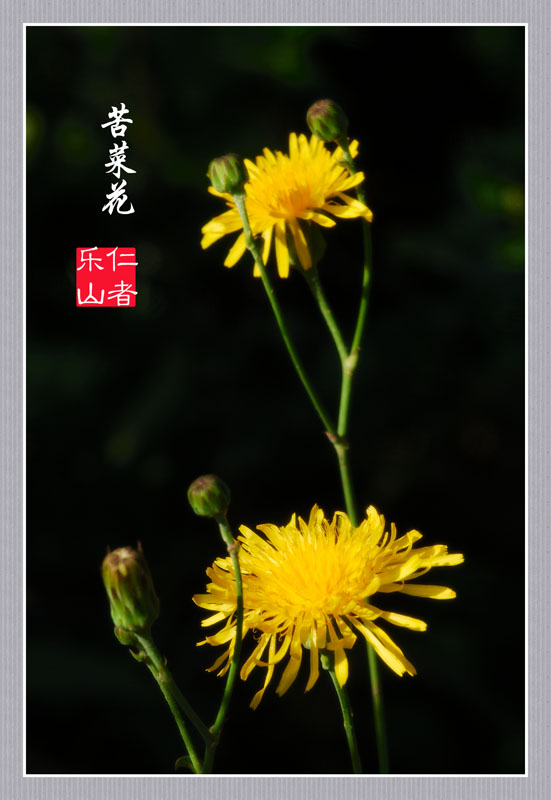 苦菜花 摄影 乐山郎