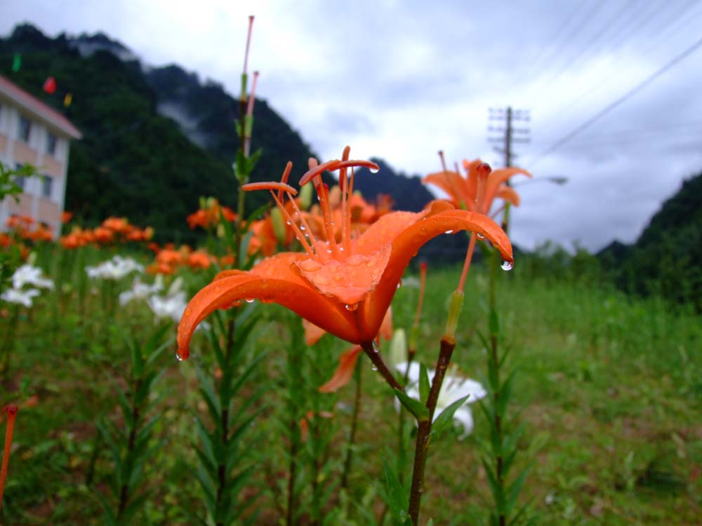 秦岭的花草 摄影 啊川