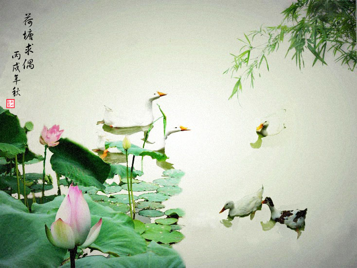 荷塘 摄影 欧阳枫寒