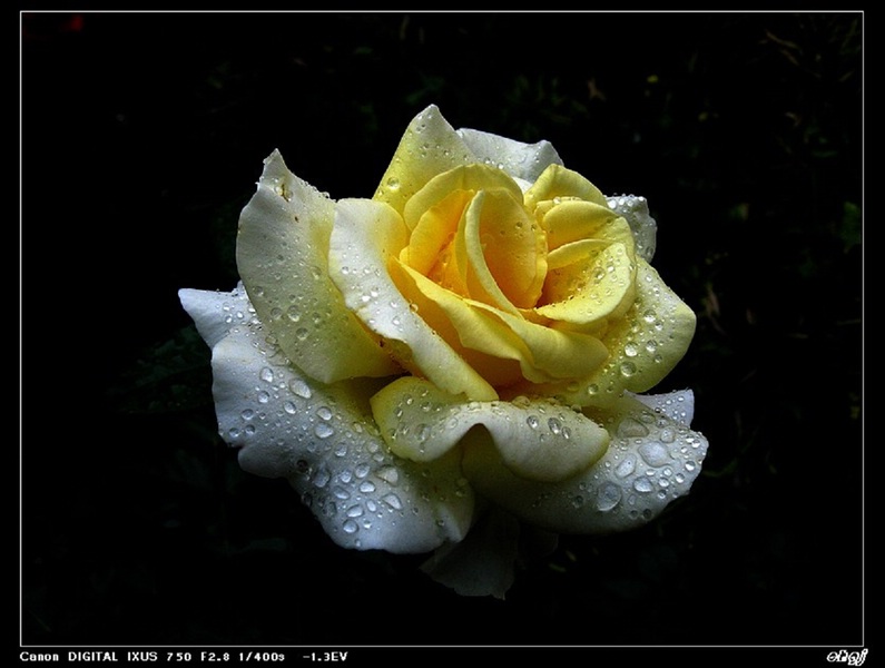 雨后月季 摄影 车古尖