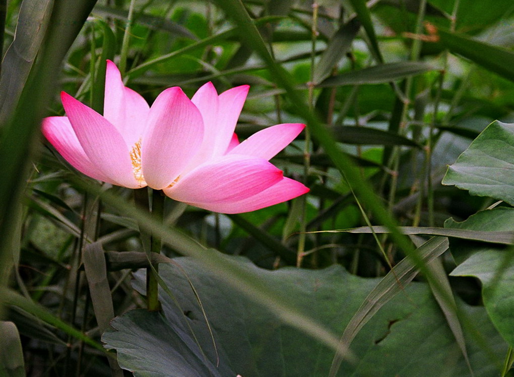 芦荡丛中增本色 摄影 隔空相思