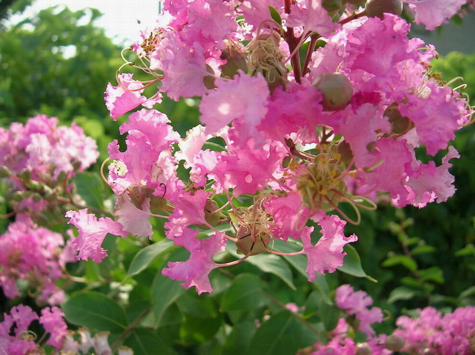 花の美感。 摄影 西贝逸铭