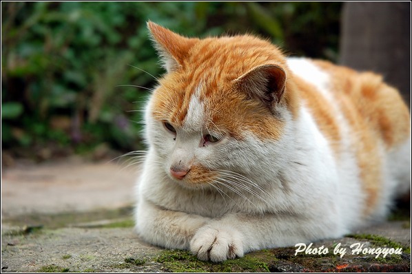 打瞌睡的花猫 摄影 hongyou