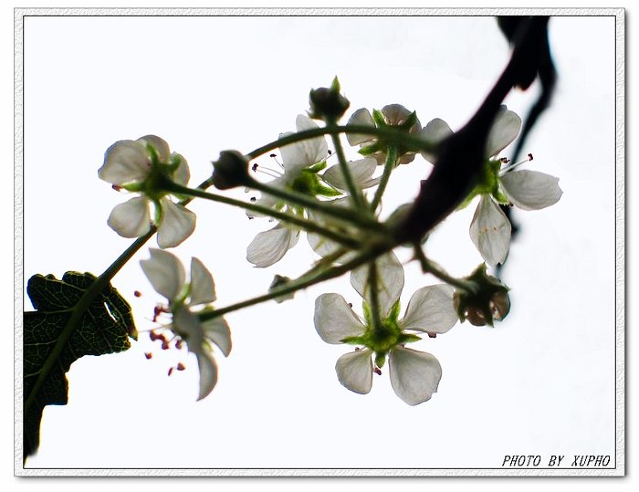 花漫漫 摄影 XUPHO