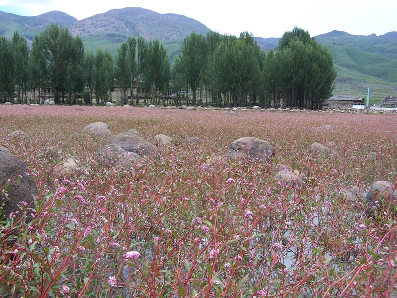 红草地 摄影 雪影2006