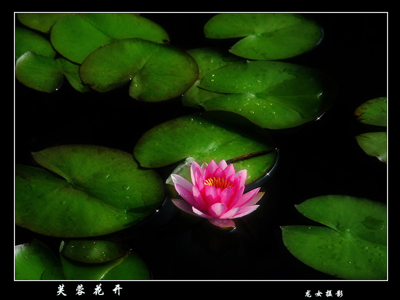 芙蓉花开 摄影 龙女