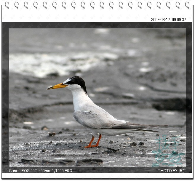 白额燕鸥 Little Tern 摄影 福建摄手