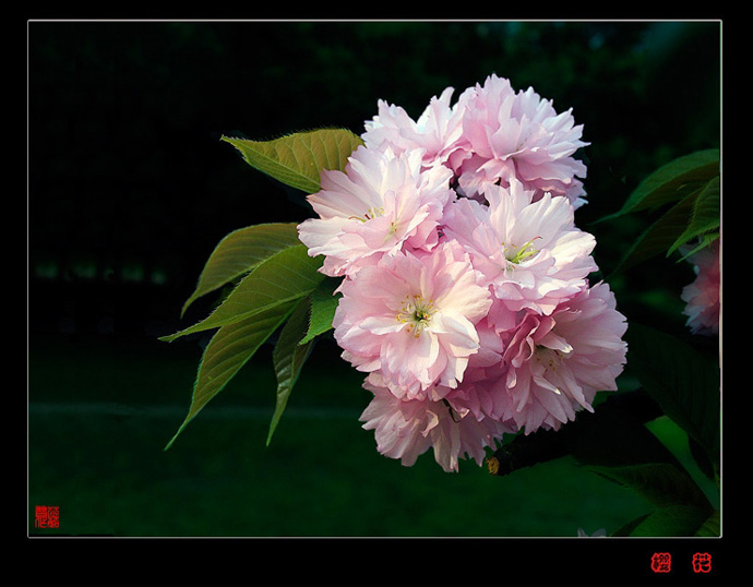 樱花 摄影 芯茹