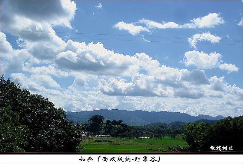 彩云之南 摄影 橄榄树枝