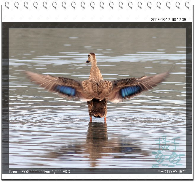 斑嘴鸭 Spot-billed Duck 摄影 福建摄手