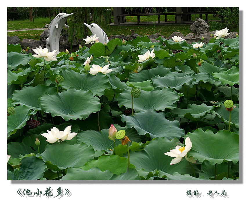 《池小花多》 摄影 老人头