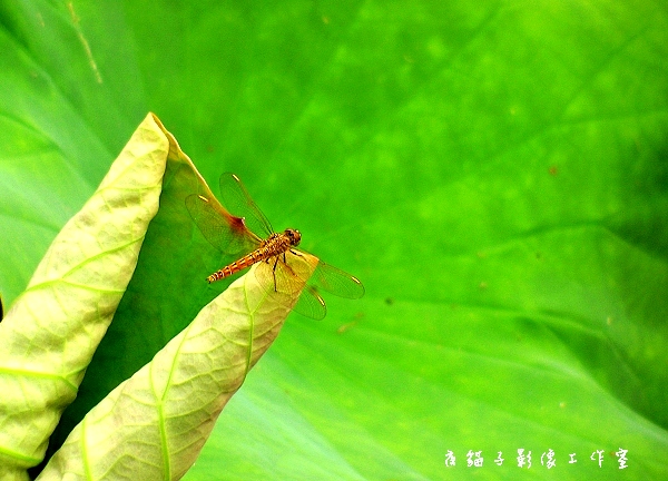 蜻蜓荷叶图 摄影 雨后_斜阳