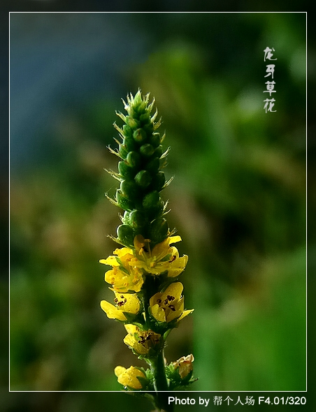 龙牙草花 摄影 帮个人场