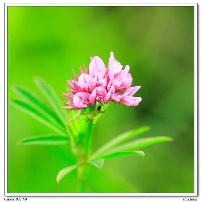 无名小花(2) 摄影 zhichang