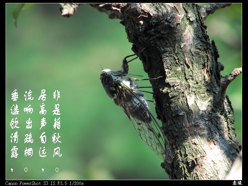 蝉 摄影 卖姑娘的火柴