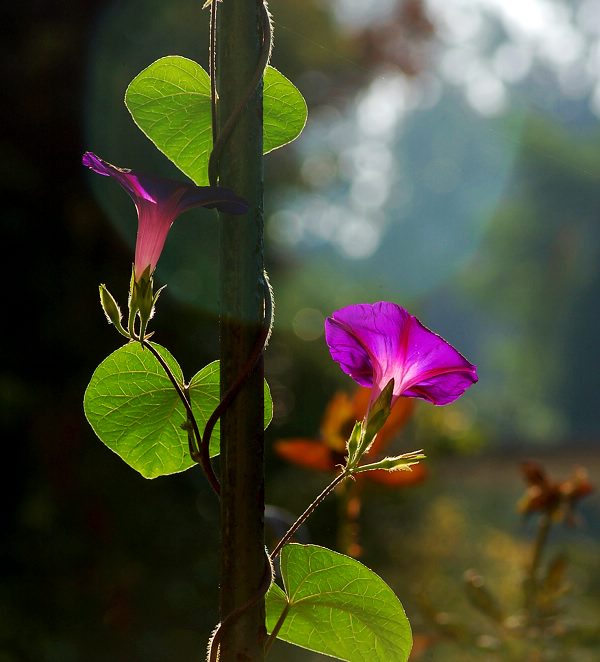 牵牛花 摄影 风平