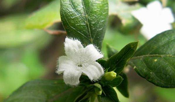 雪花 摄影 麦冬