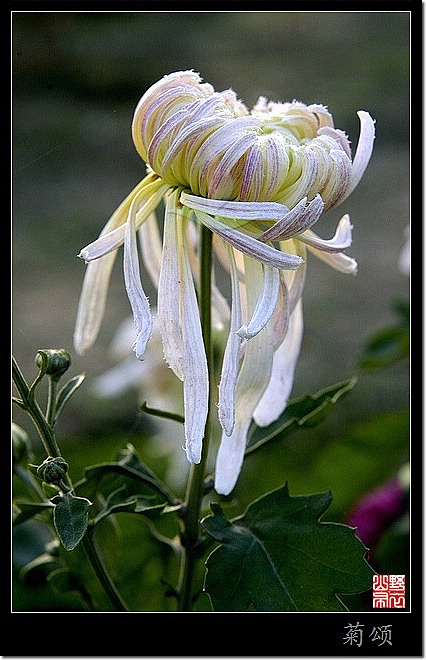 残菊 摄影 山野布衣