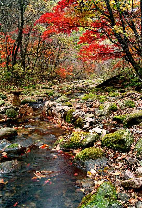 枫叶之乡 摄影 踏青山