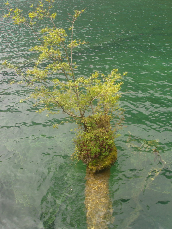 水中盆景 摄影 八天河