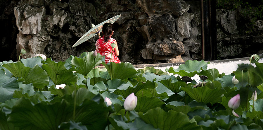 争俏 摄影 蕉窗听雨